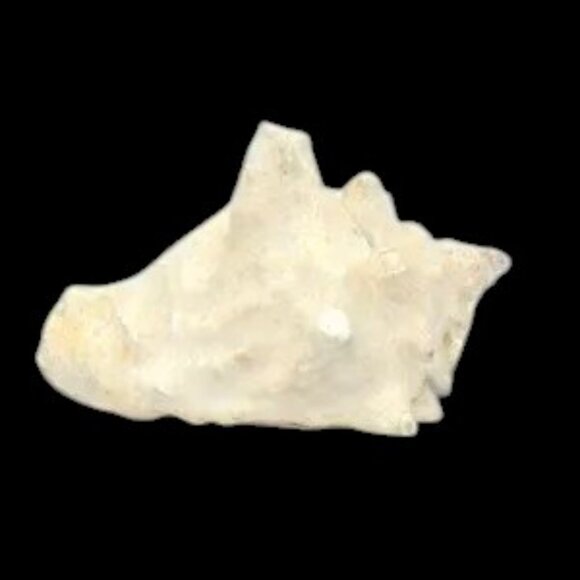 Vintage Bahama Conch Shell - Picture 7 of 9